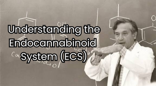 Understanding the Endocannabinoid System (ECS): Your Body’s Natural Balancing Act