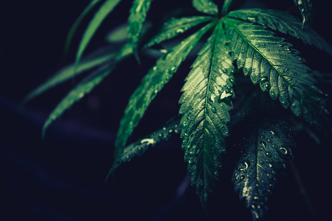 The Secrets of Terpenes: Unlocking your senses and unveiling the effects of Cannabis - A Bong Shop